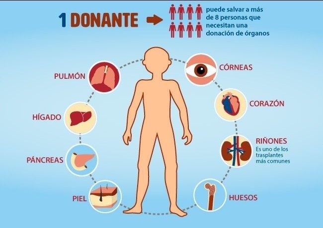 «día Mundial De La Donación De Orgános Tejidos Y Transplantes Fm